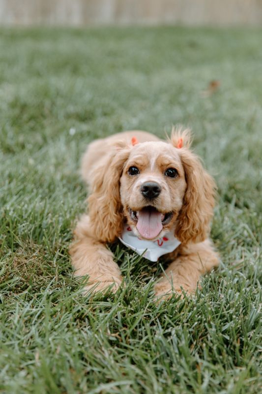Our Pup, Sophie