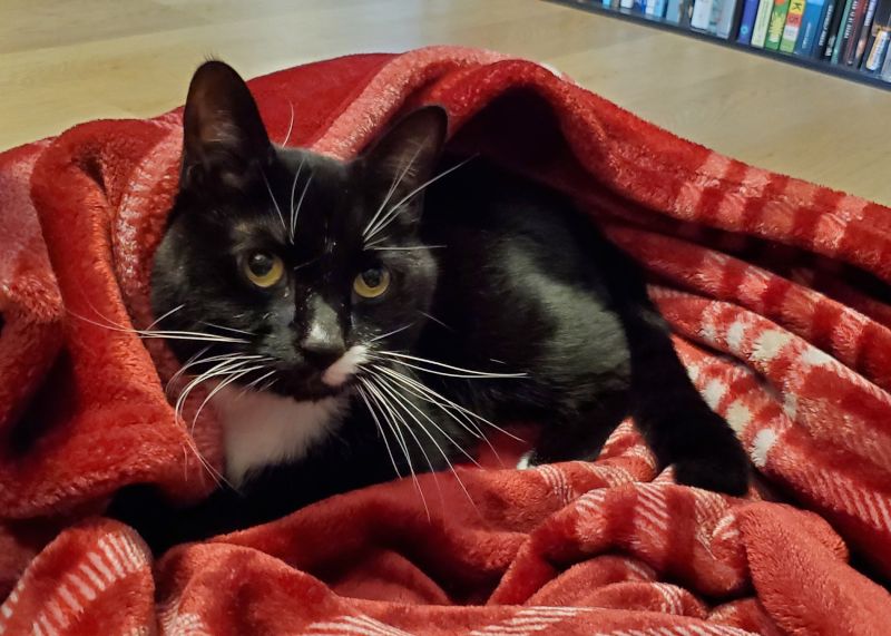 Our Cat Remus