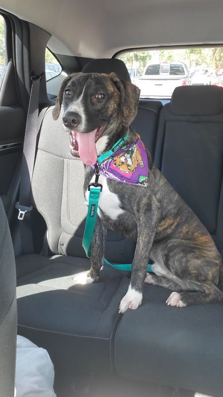 Our New Dog, Benny