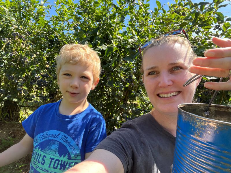 Blueberry Picking