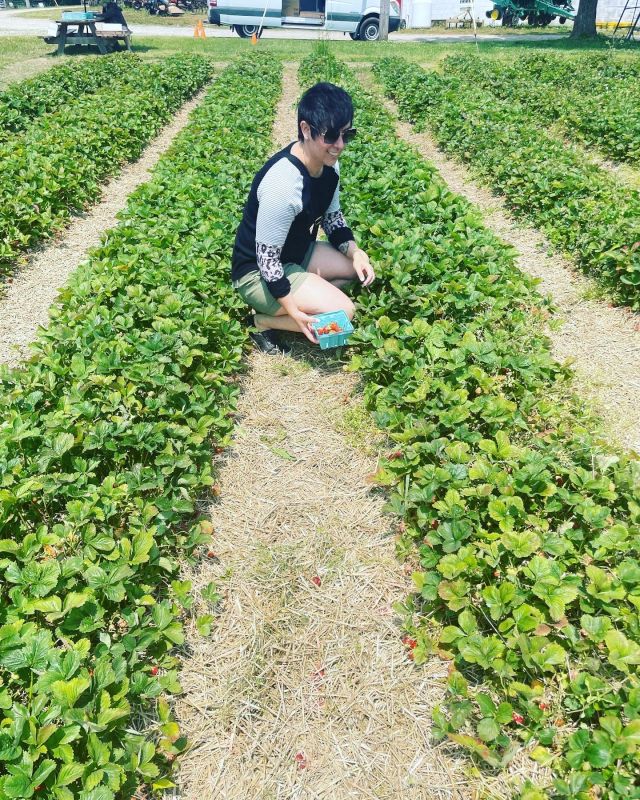 Strawberry Picking