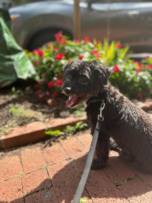 Jubilee Ready for Her Walk