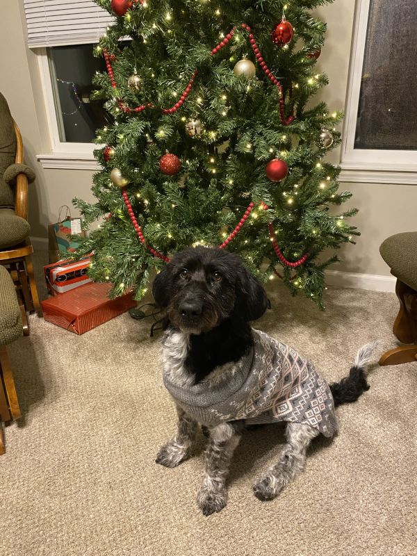Artemis in Her Christmas Sweater