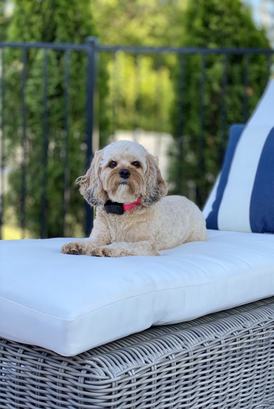 Our Pup, Coco