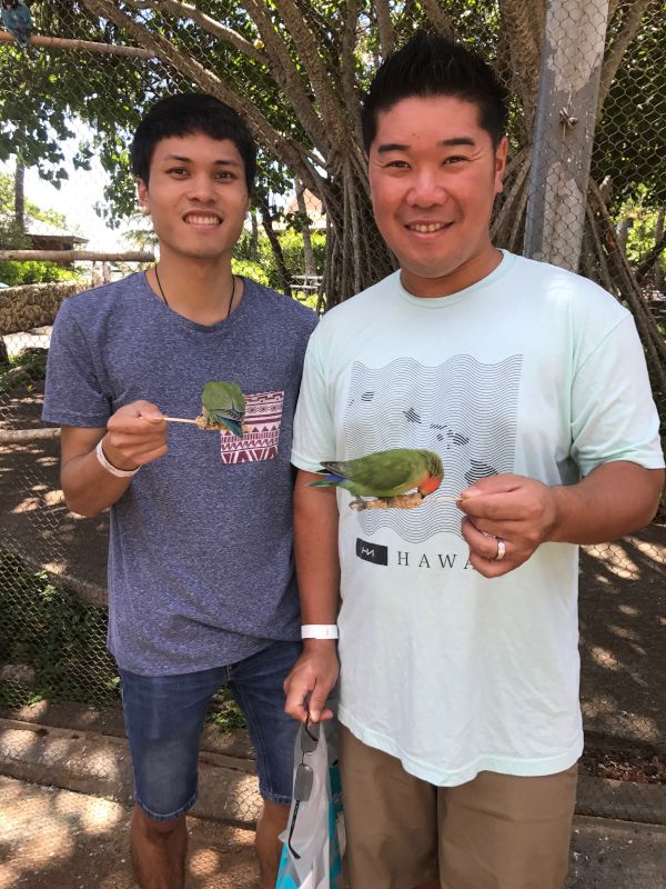 Playing with Birds on the Island